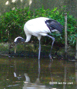 Japanese Crane, Kanazawa Zoo