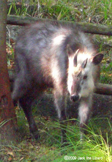 Japanese Serow, Kanazawa Zoo