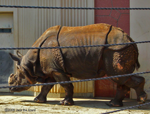 Indian Rhinoceros, Kanazawa Zoo
