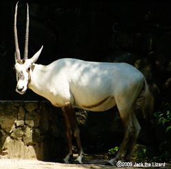 Arabian Oryx, Kanazawa Zoo