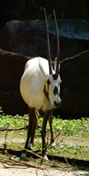 Arabian Oryx, Kanazawa Zoo
