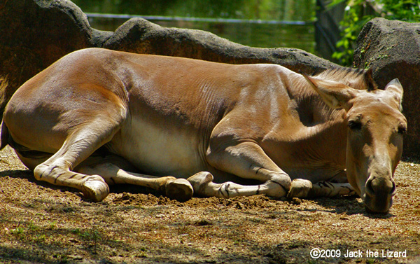 Somali Wild Ass, Kanazawa Zoo