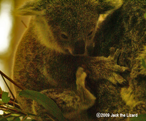 Koala, Kanazawa Zoo