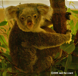 Koala, Kanazawa Zoo