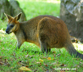 Swamp Wallaby, Kanazawa Zoo