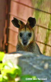 Swamp Wallaby, Kanazawa Zoo