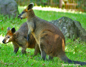 Swamp Wallaby, Kanazawa Zoo