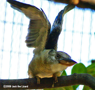Common Blue-winged Kookaburra, Kanazawa Zoo