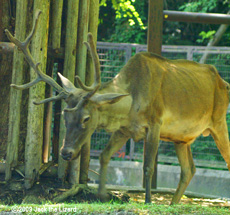 Kansu Red Deer, Kanazawa Zoo