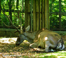 Kansu Red Deer, Kanazawa Zoo