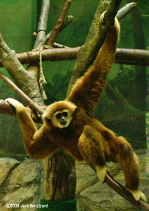 White-handed Gibbon, Kanazawa Zoo