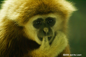 White-handed Gibbon, Kanazawa Zoo