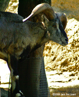 Szechuan Bharal, Kanazawa Zoo