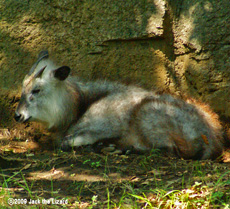 Japanese Serow, Kanazawa Zoo