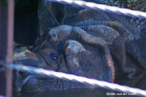 Indian Rhinoceros, Kanazawa Zoo