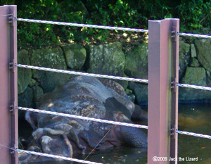 Indian Rhinoceros, Kanazawa Zoo