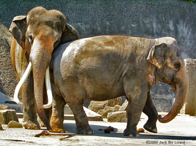 Indian Elephant, Kanazawa Zoo