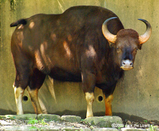 Gaur, Kanazawa Zoo