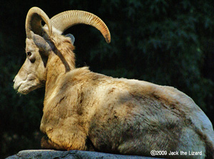 Rocky Bighorn Sheep, Kanazawa Zoo