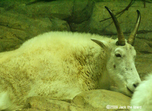 Rocky Mountain Goat, Kanazawa Zoo