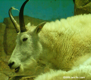 Rocky Mountain Goat, Kanazawa Zoo