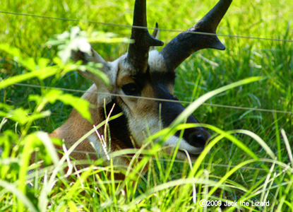 Pronghorn, Kanazawa Zoo