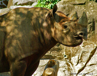 Eastern Black Rhinoceros, Kanazawa Zoo