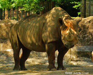 Eastern Black Rhinoceros, Kanazawa Zoo