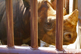 Eastern Black Rhinoceros, Kanazawa Zoo