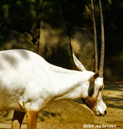 Arabian Oryx, Kanazawa Zoo