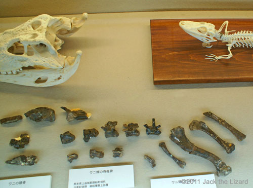 The specimen of the Cretaceous crocodile and the present crocodile