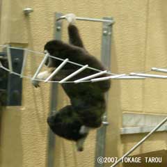Lar Gibbon, Kyoto Municipal Zoo