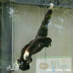 Lar Gibbon, Kyoto Municipal Zoo