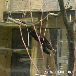 Lar Gibbon, Kyoto Municipal Zoo