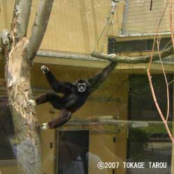 Lar Gibbon, Kyoto Municipal Zoo
