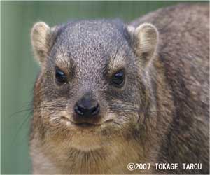 Hylax, Kyoto Municipal Zoo