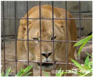 Lioness, Kyoto Municipal Zoo