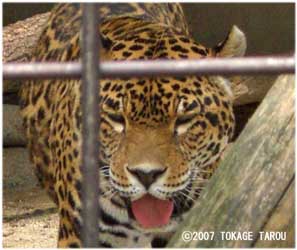 Jaguar, Kyoto Municipal Zoo