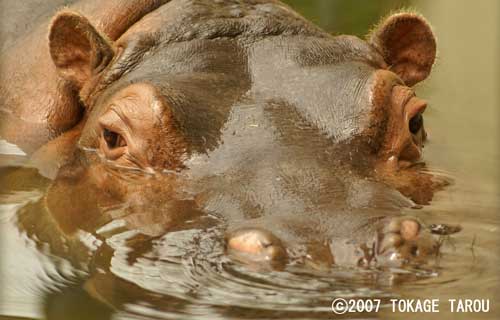 Tsugumi the Hippopotamus, Kyoto Municipal Zoo