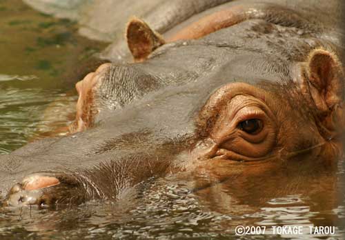 Tsugumi the Hippopotamus, Kyoto Municipal Zoo