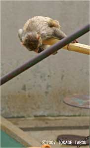Rhesus Monkey, Kyoto Municipal Zoo
