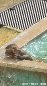 Rhesus Monkey, Kyoto Municipal Zoo