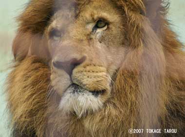 Lion, Kyoto Municipal Zoo