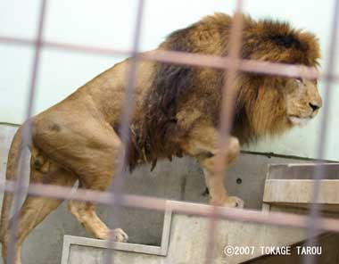 Lion, Kyoto Municipal Zoo