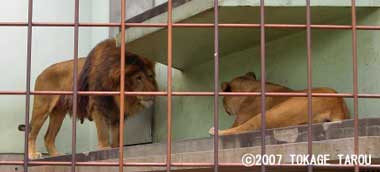Lion, Kyoto Municipal Zoo