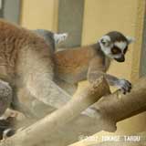 Ring-tailed Lemur, Kyoto Municipal Zoo