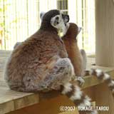 Ring-tailed Lemur, Kyoto Municipal Zoo
