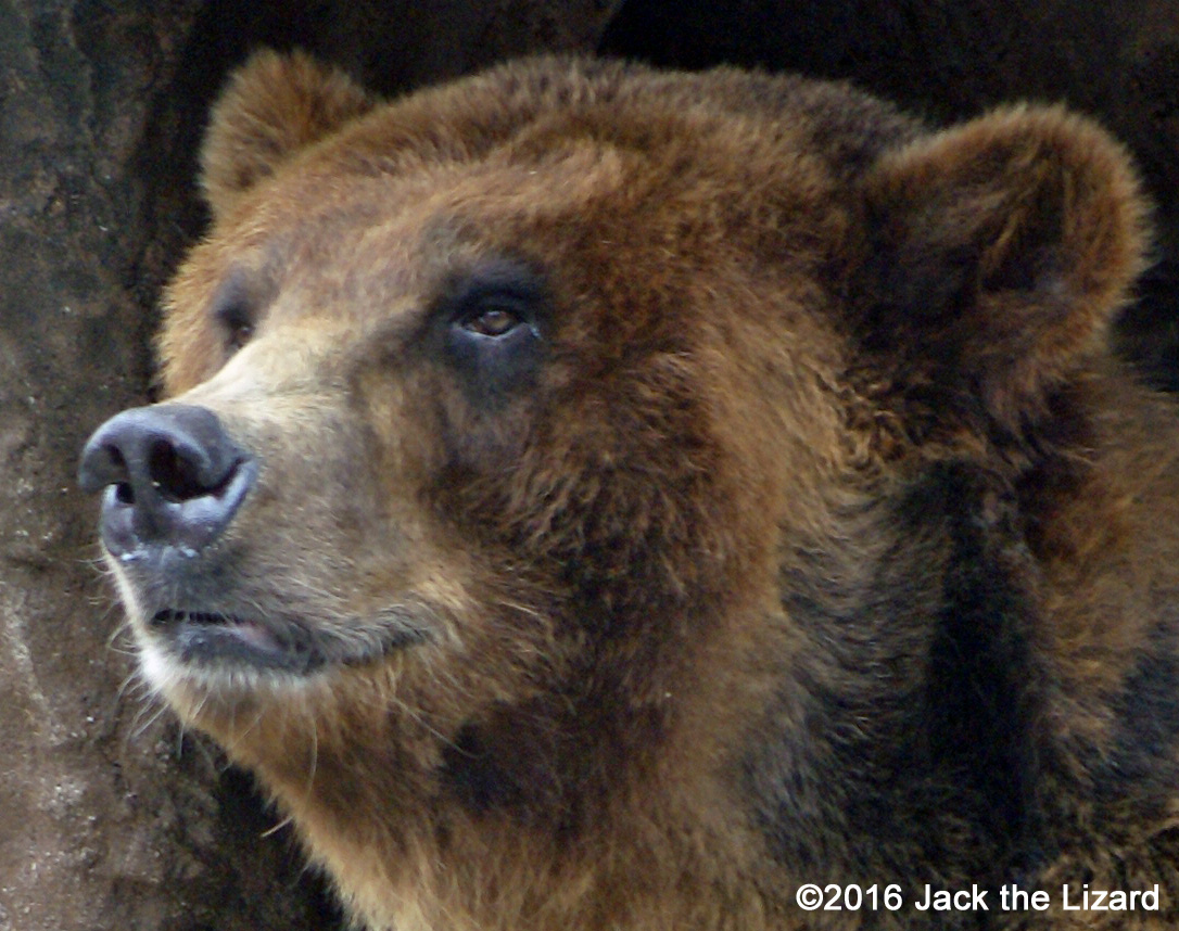 Ezo Brown Bear