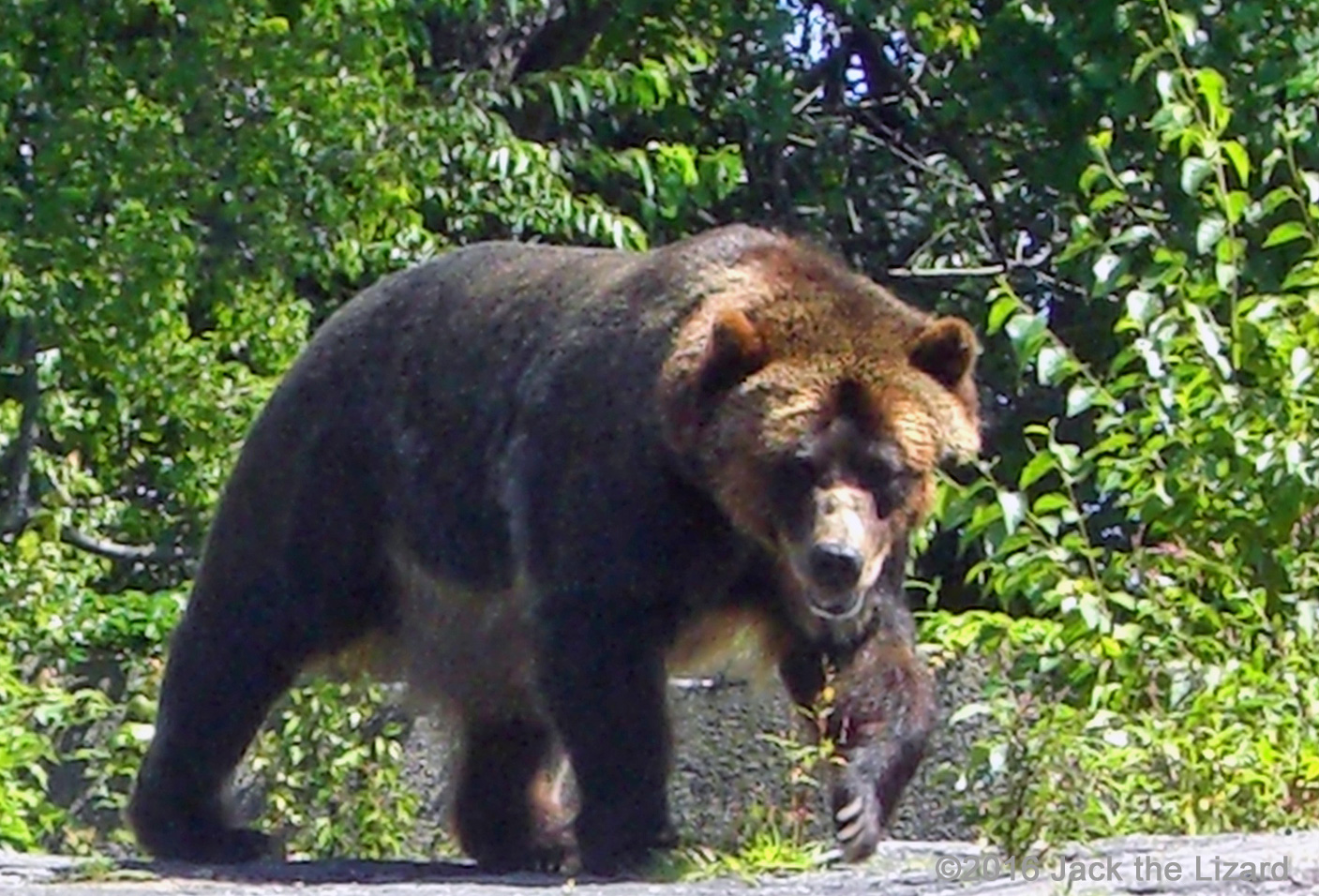 The life span of Brown Bear is about 30 years.