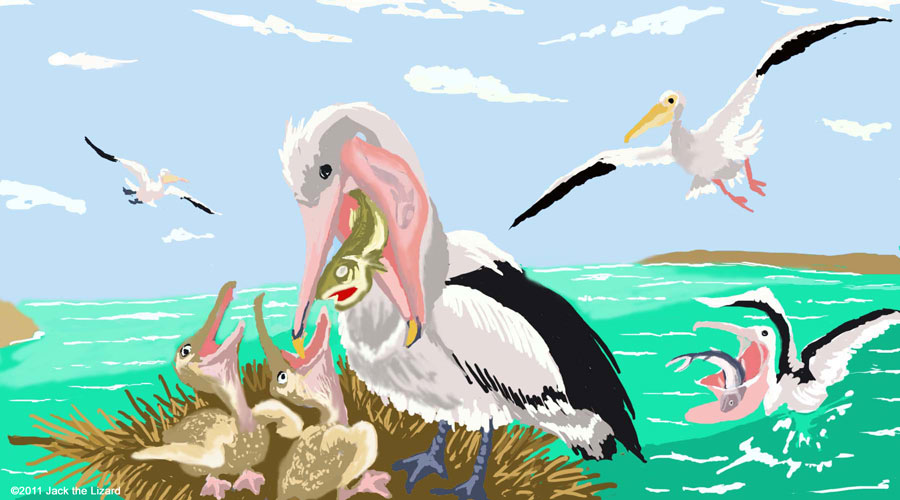 Pelican